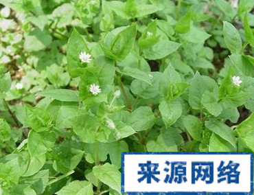 chánɡ cǎo【别名】抽筋草,壮筋丹,鸡卵菜,鹅儿肠,白头娘草,鸡娘草