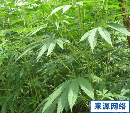 麻根的功效与作用