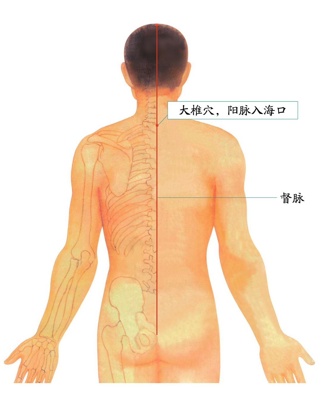 督脉就是奇经八脉之一,它在人体的后背正中线上,称作"阳脉之海".